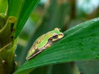 Costa Rica Laubfrosch auf Blatt